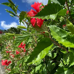 morne-aux-vents.comcaribbean.com/